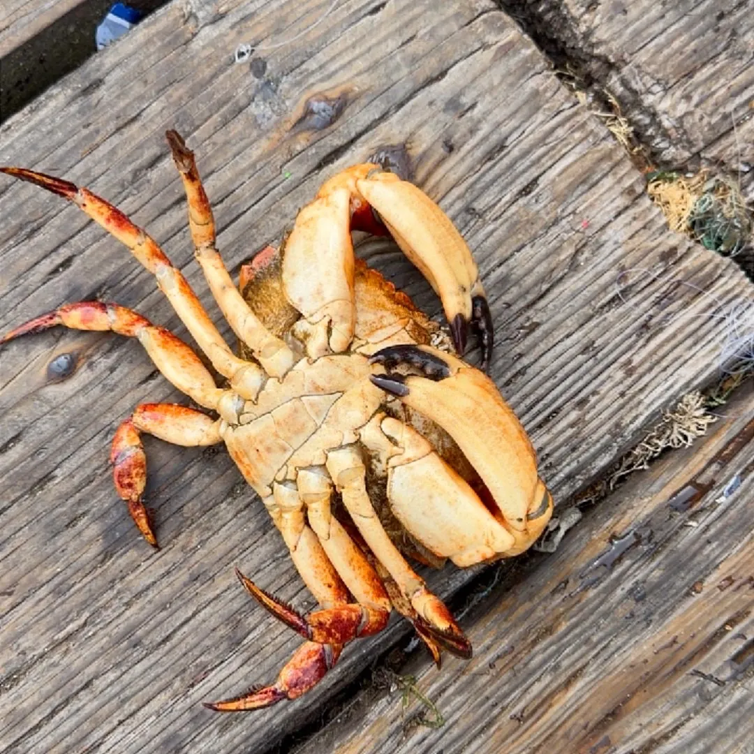 Red rock crab caught on Fishbrain
