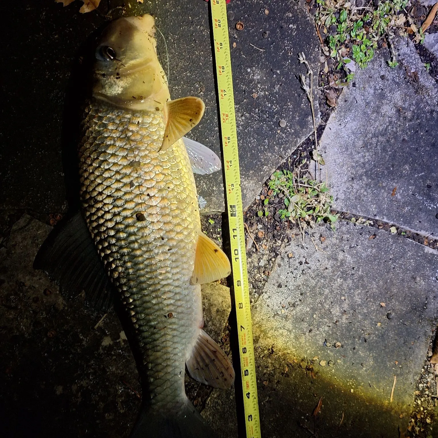 The most recent Silver redhorse catches on Fishbrain