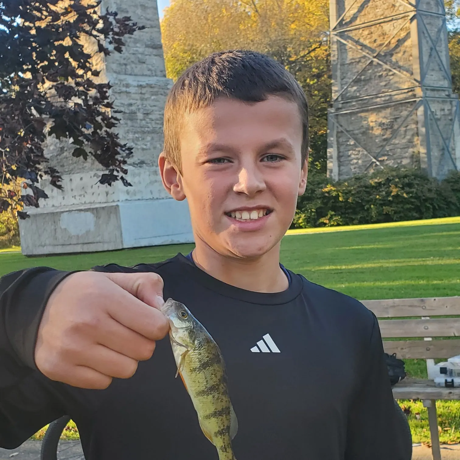 Yellow perch caught on Fishbrain