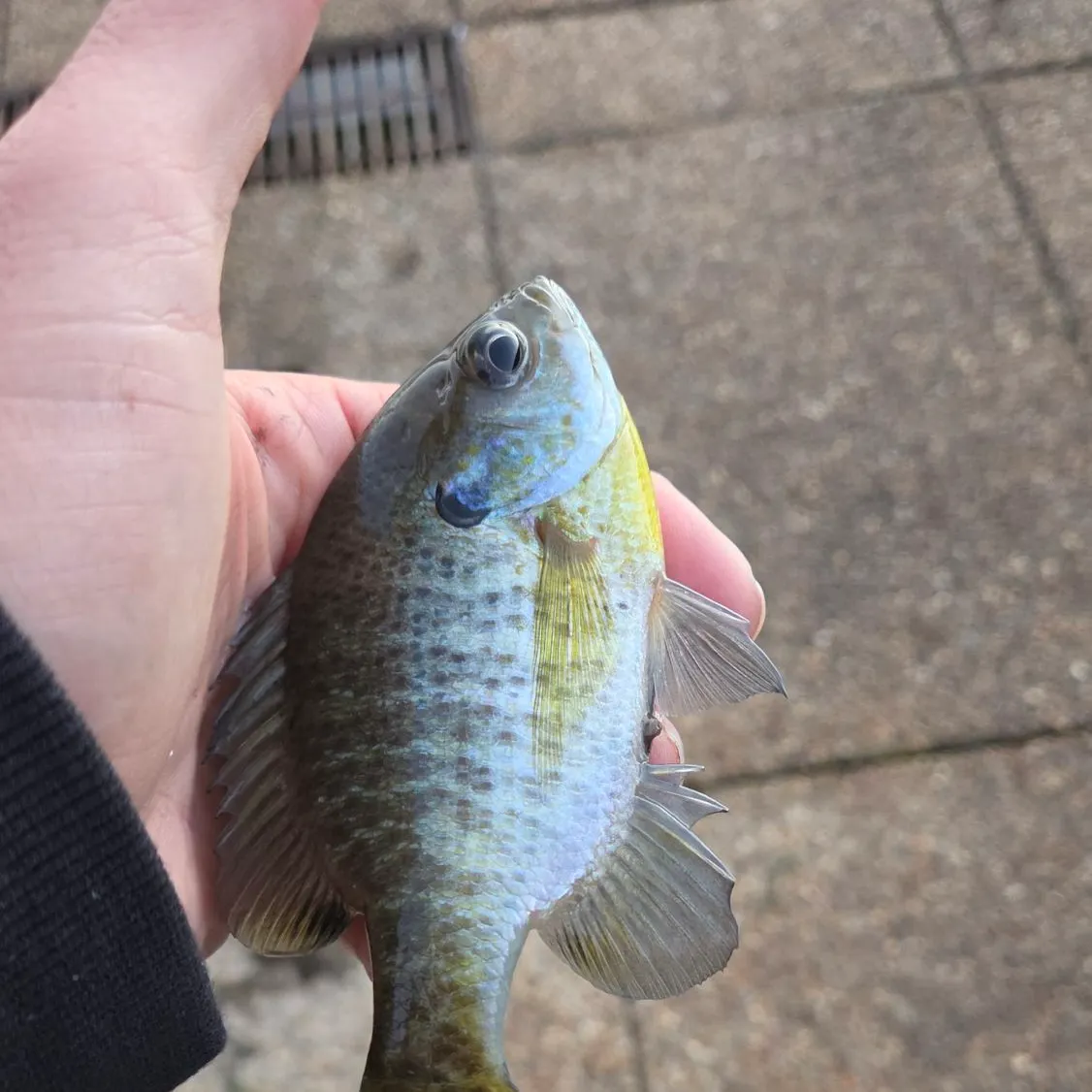 Bluegill caught on Fishbrain