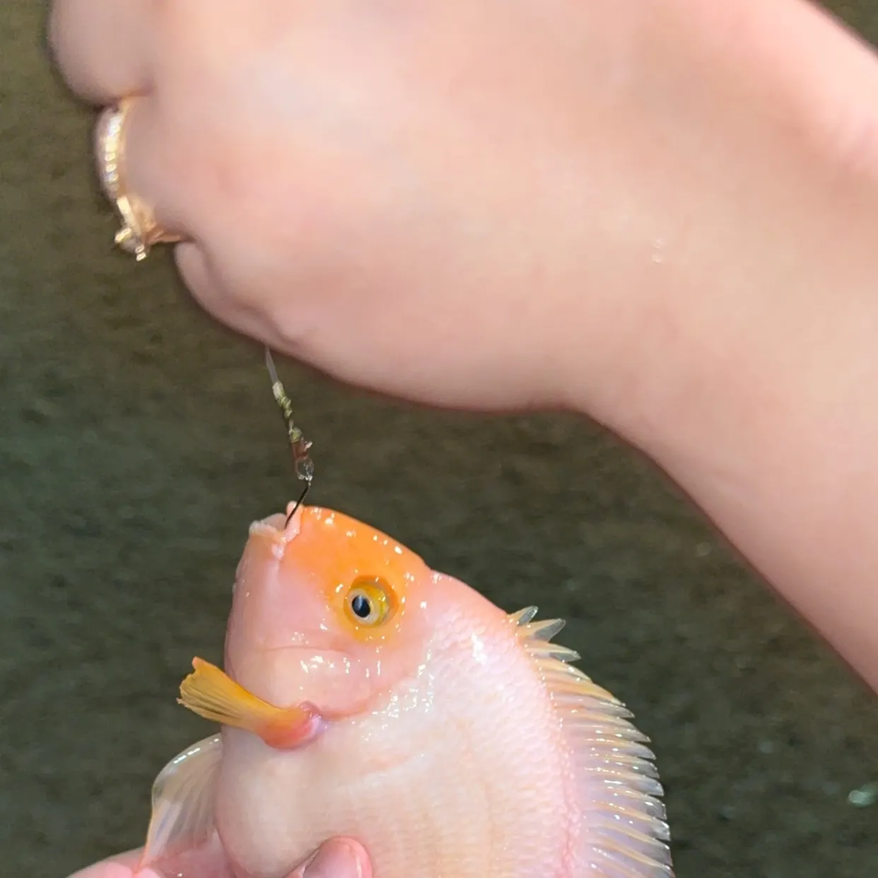 The most recent Blood parrot cichlid catches on Fishbrain