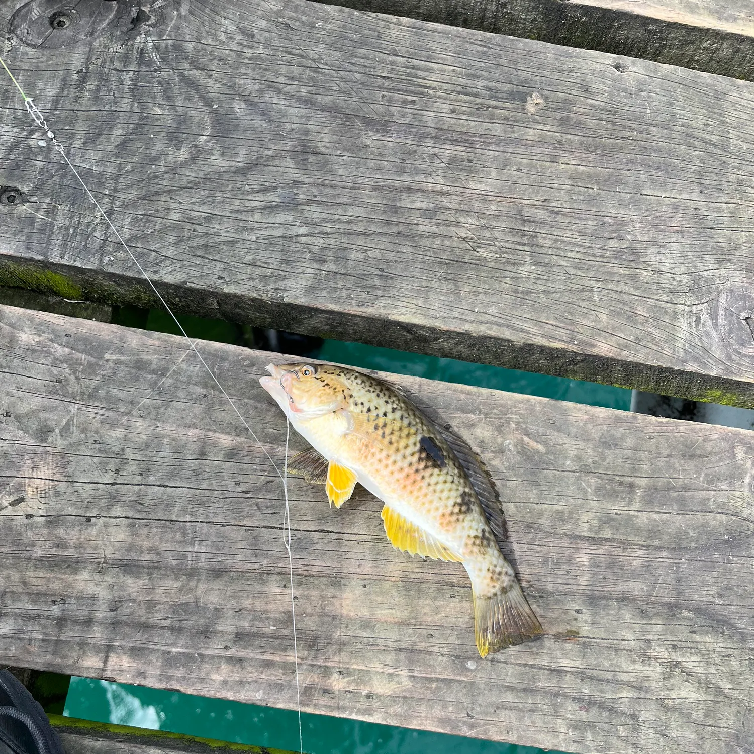 The most recent Spotty wrasse catches on Fishbrain