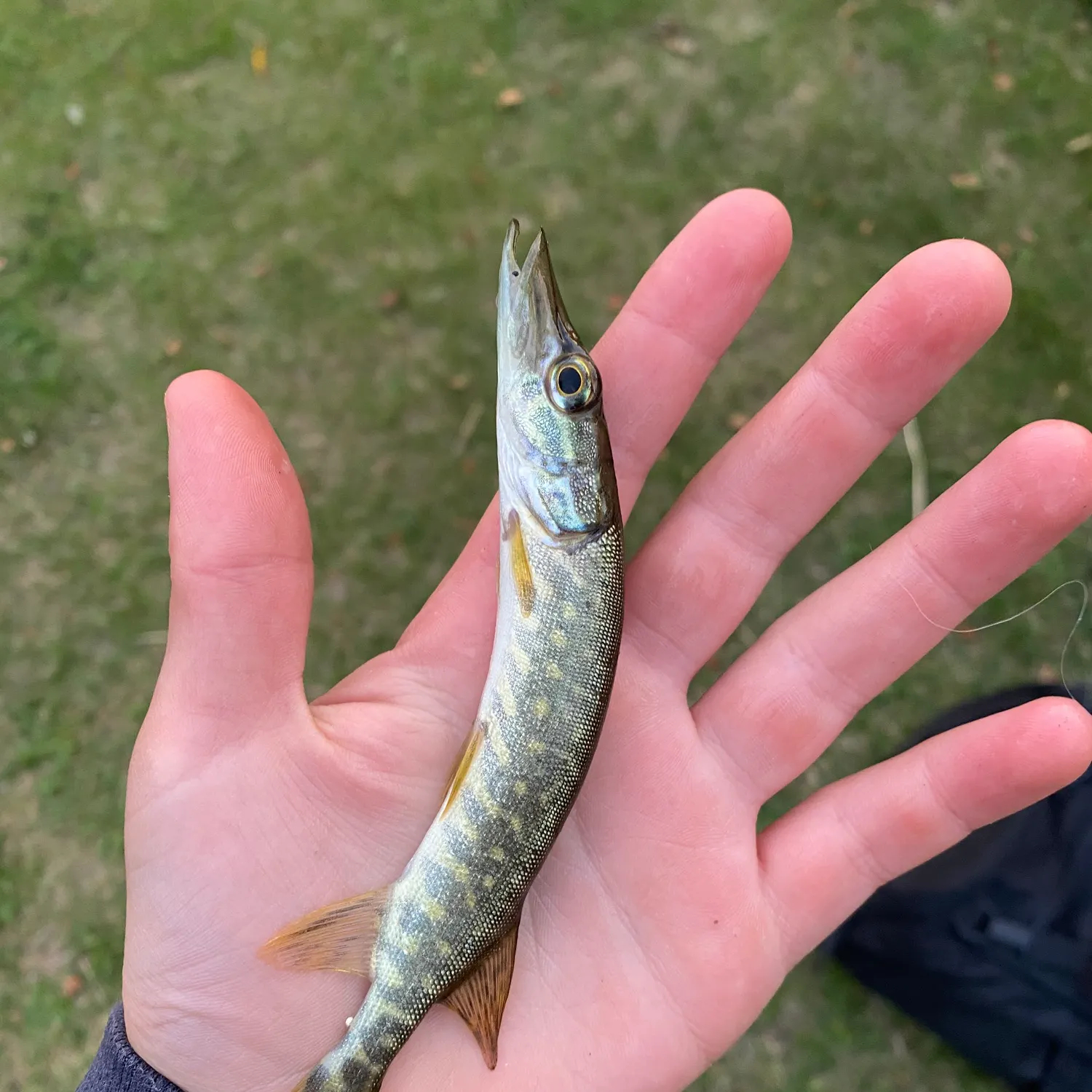 Northern pike caught on Fishbrain