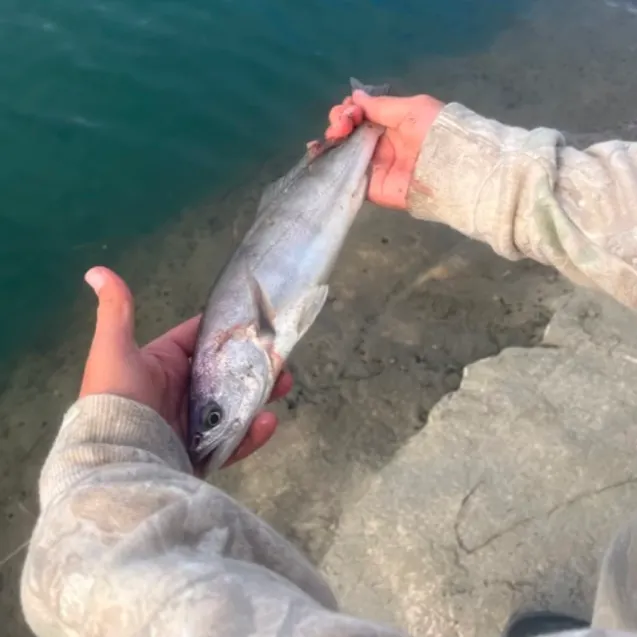 The most recent White seabass catches on Fishbrain