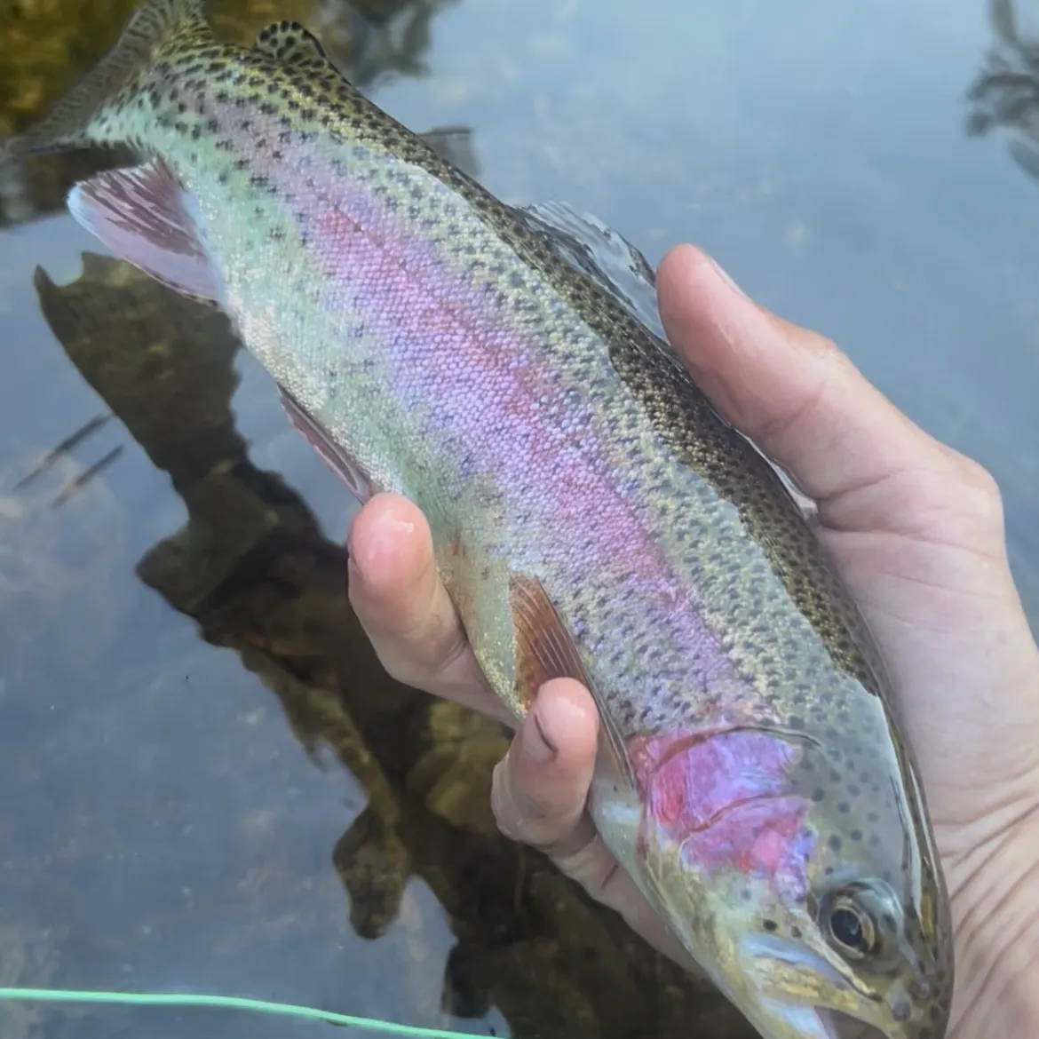 Rainbow trout caught on Fishbrain