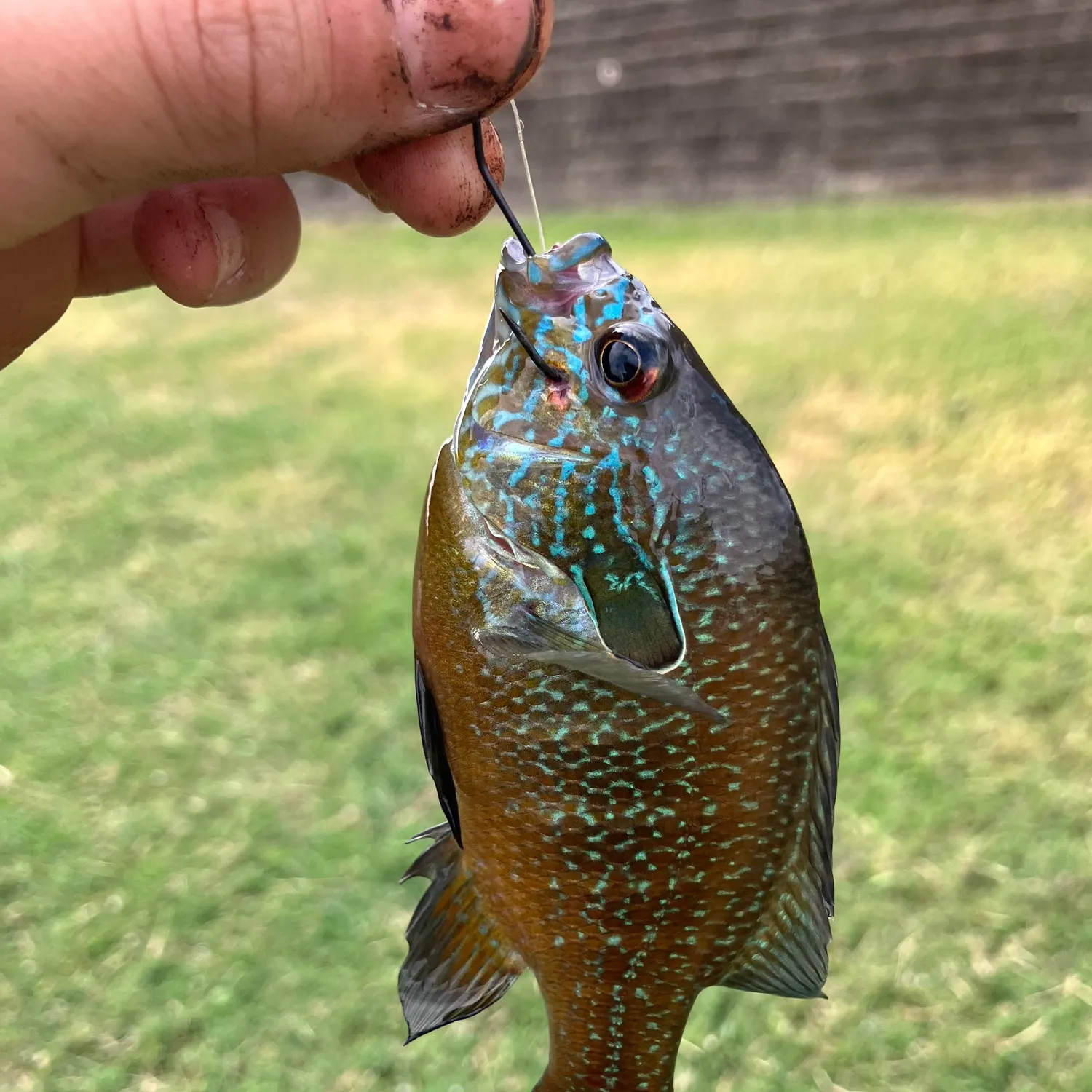 Bluegill caught on Fishbrain