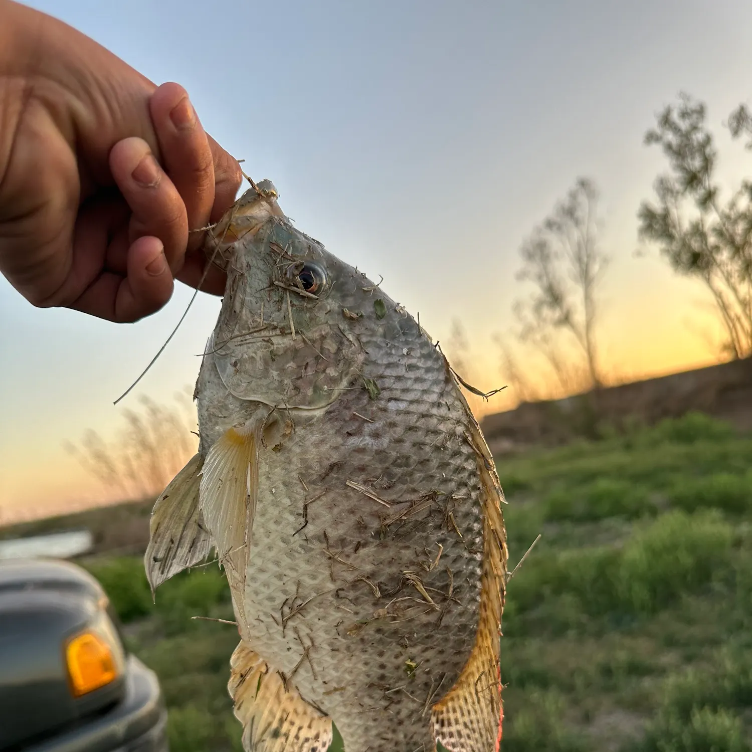 Nile tilapia caught on Fishbrain