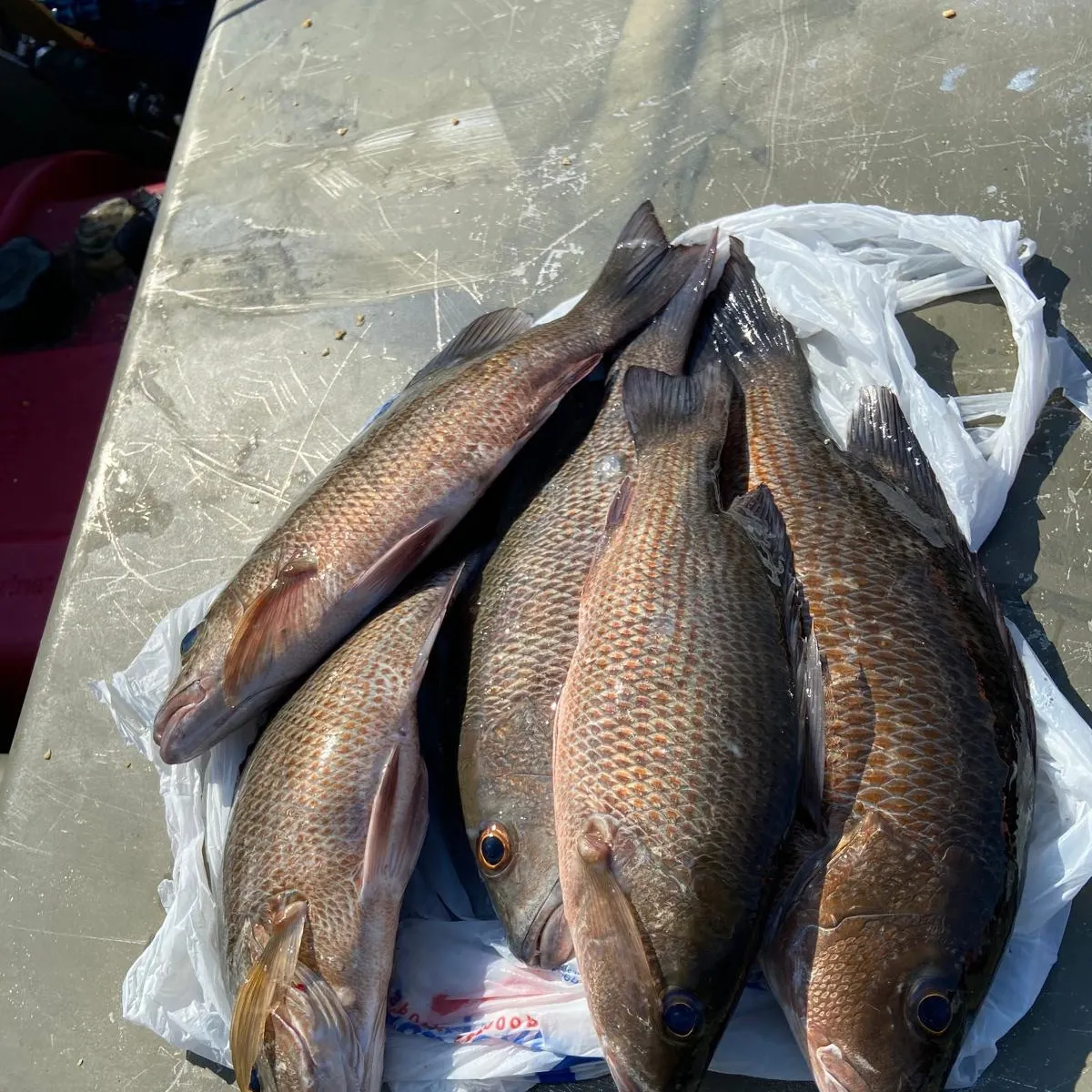 Mangrove snapper caught on Fishbrain