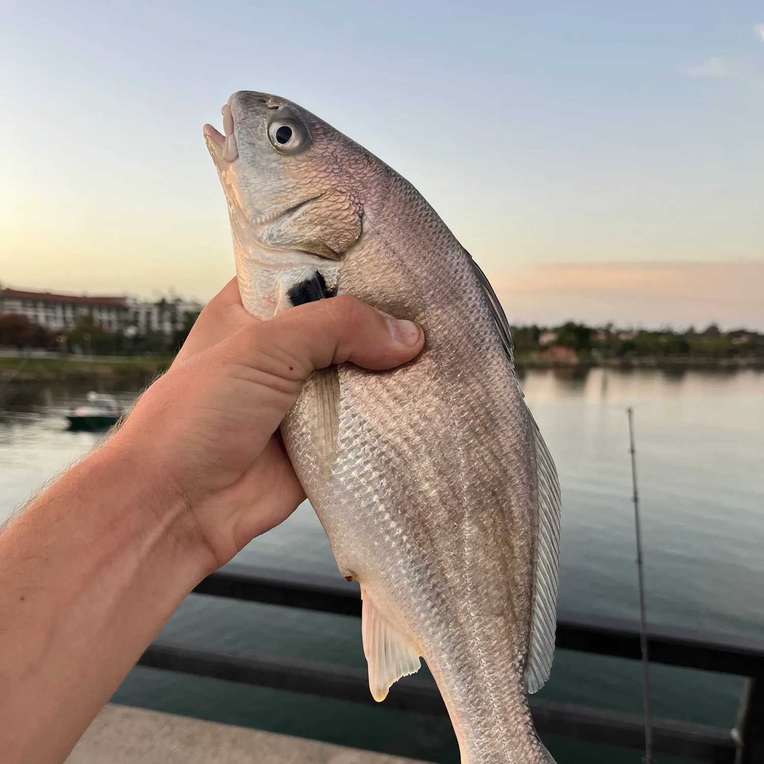 The most recent Spotfin croaker catches on Fishbrain