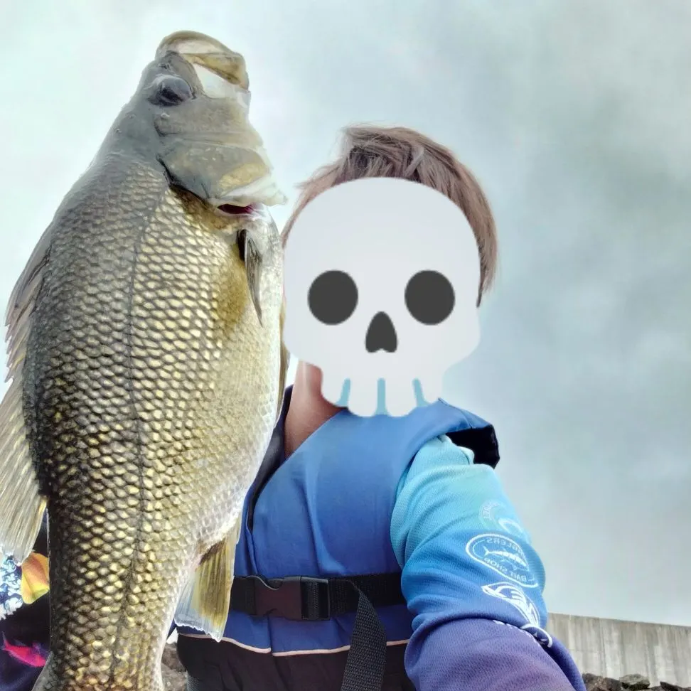 The most recent Australian bass catches on Fishbrain