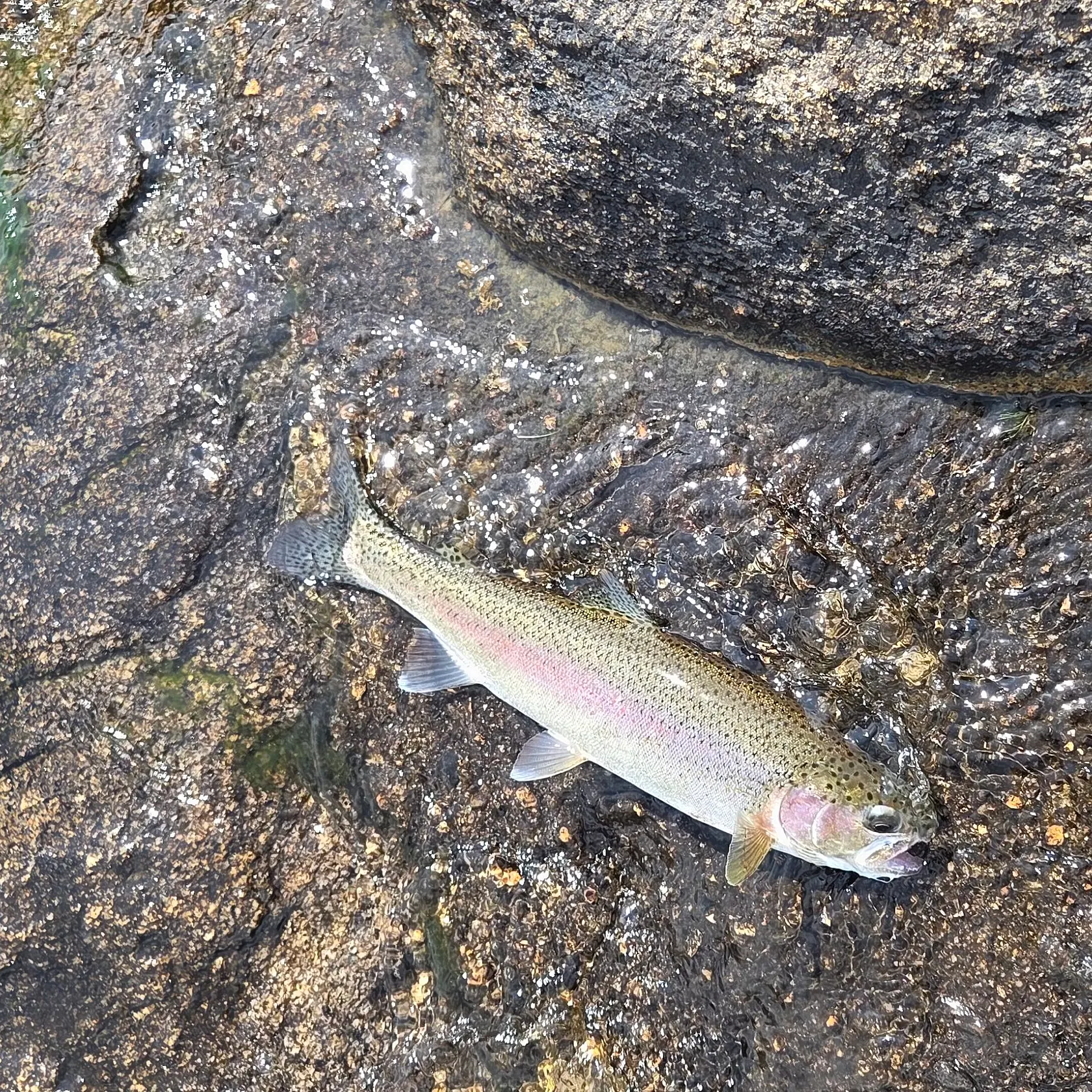 Rainbow trout caught on Fishbrain