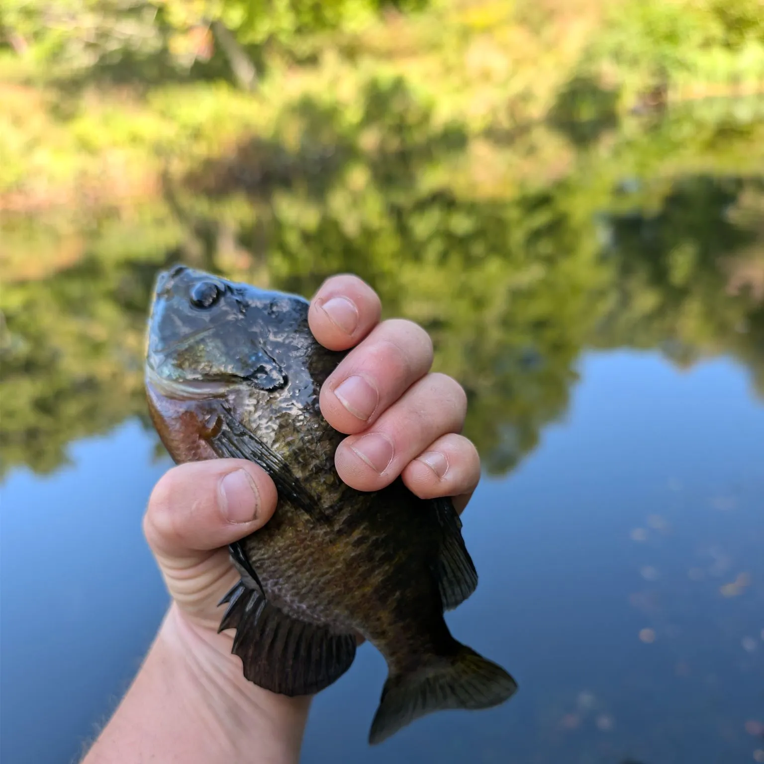 Bluegill caught on Fishbrain