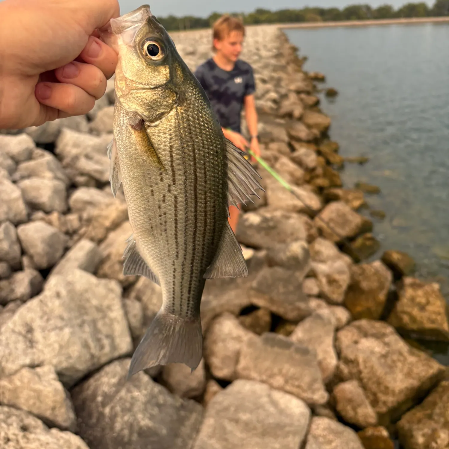 White bass caught on Fishbrain
