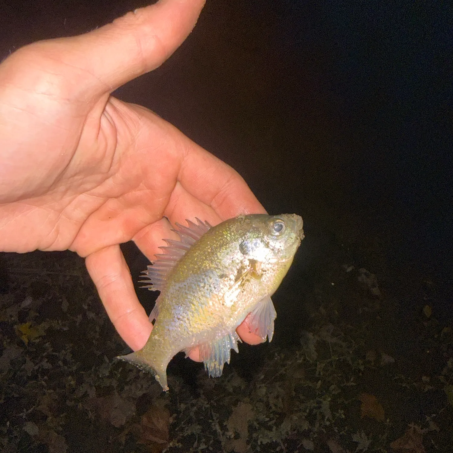 Bluegill caught on Fishbrain