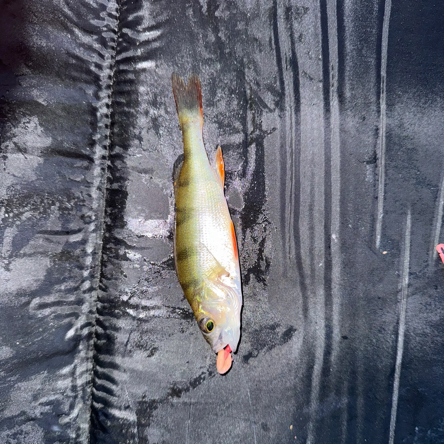 European perch caught on Fishbrain