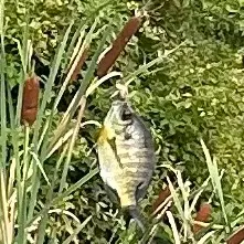 Bluegill caught on Fishbrain