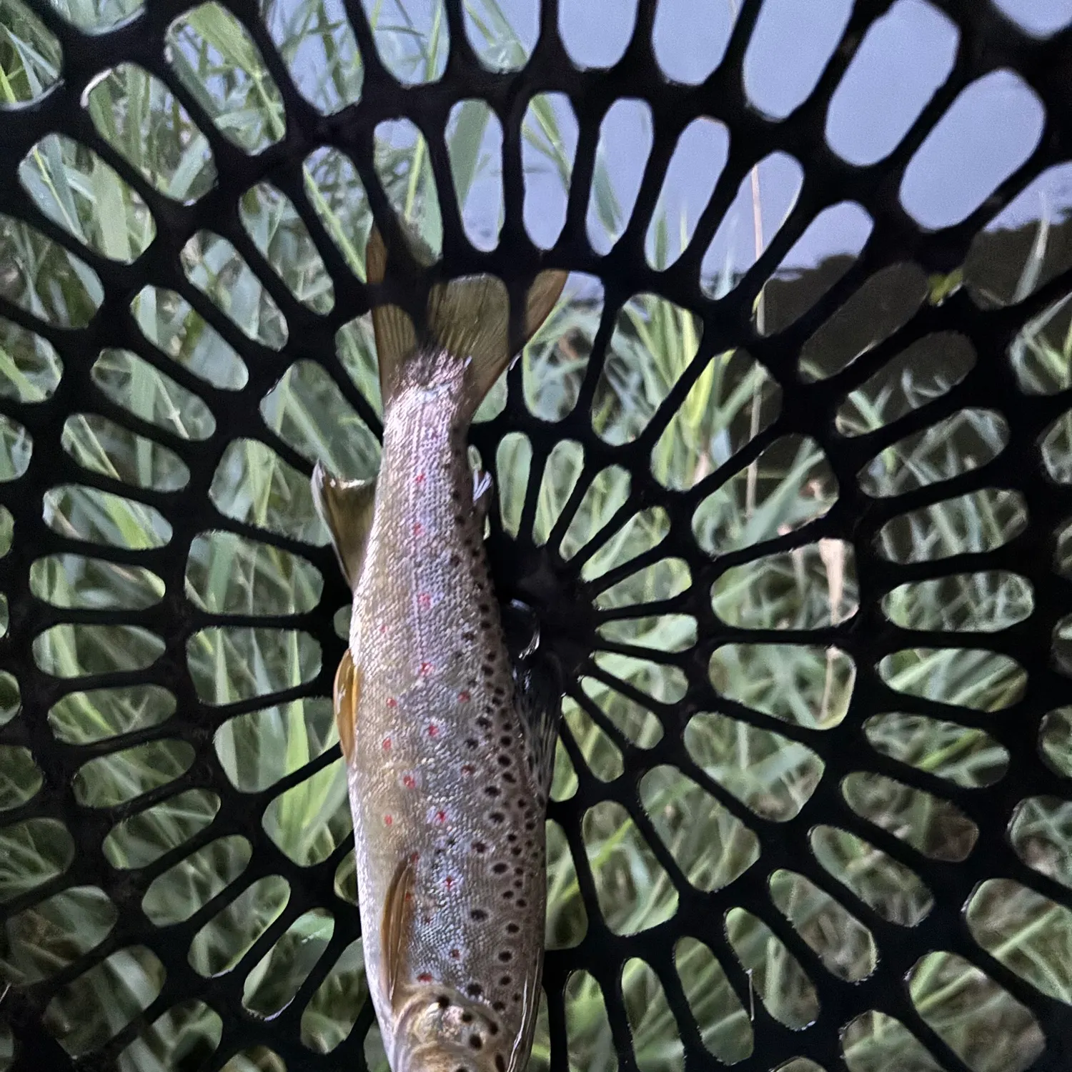 The most recent Lake trout catches on Fishbrain