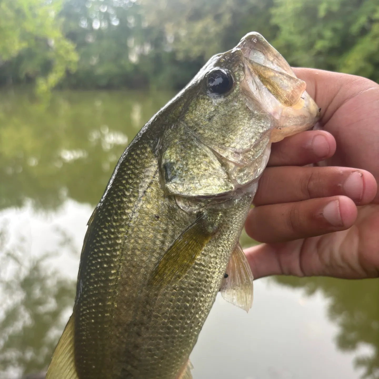 Largemouth bass caught on Fishbrain