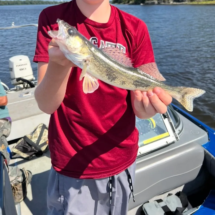 Sauger caught on Fishbrain