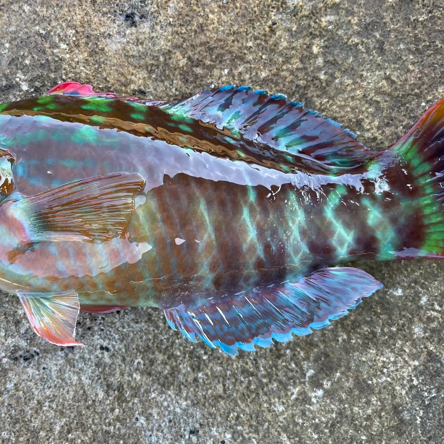 The most recent Gunther's wrasse catches on Fishbrain