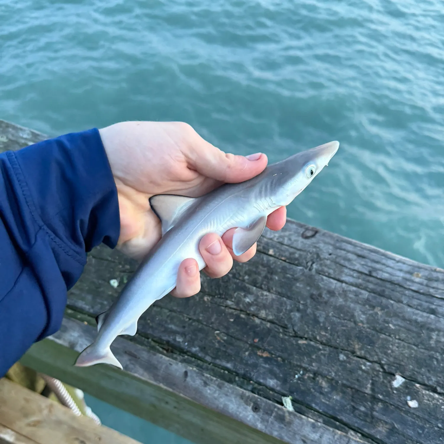 The most recent Dusky smooth-hound catches on Fishbrain