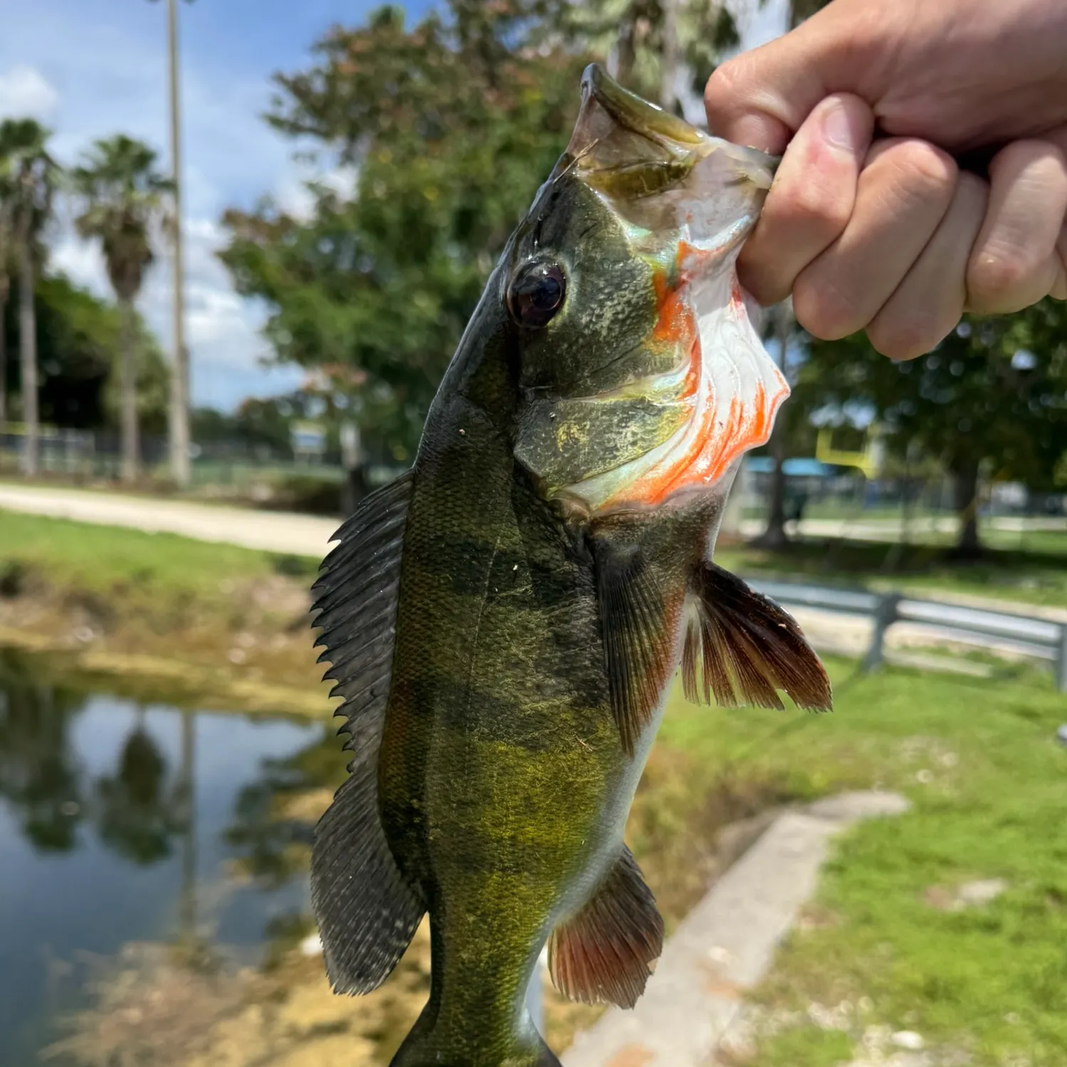 Butterfly peacock bass caught on Fishbrain