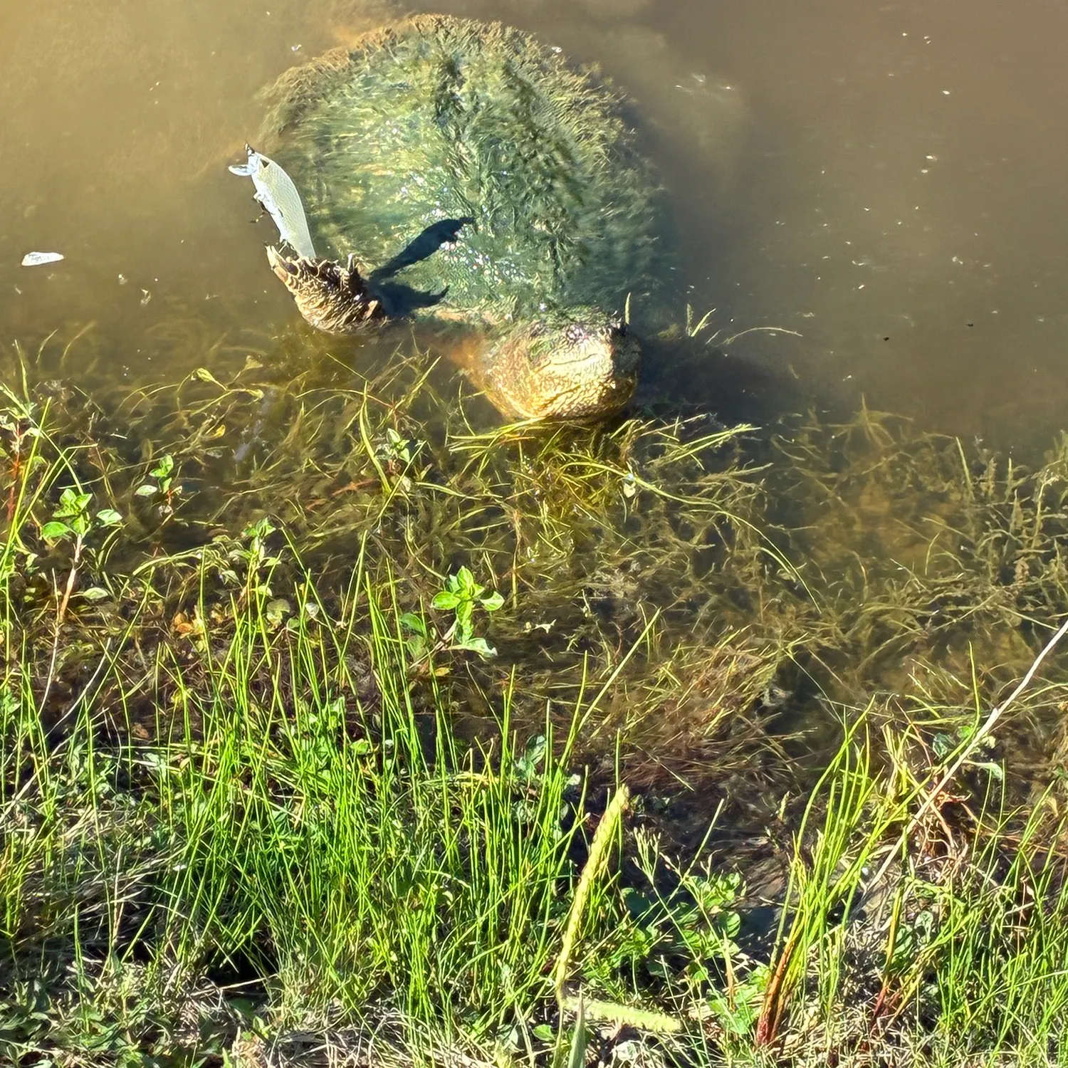Common snapping turtle caught on Fishbrain