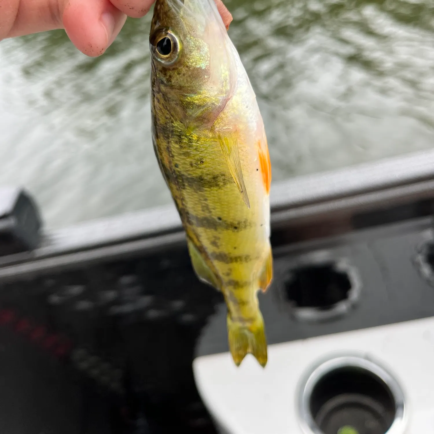 Yellow perch caught on Fishbrain