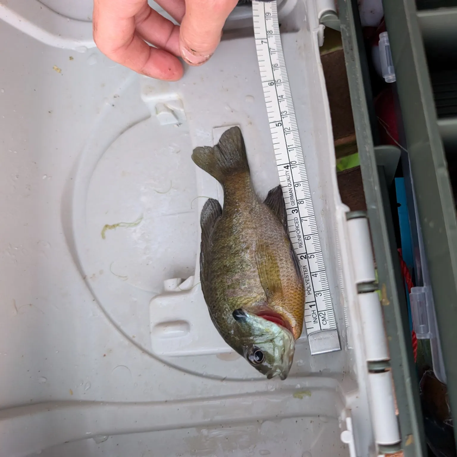 Bluegill caught on Fishbrain