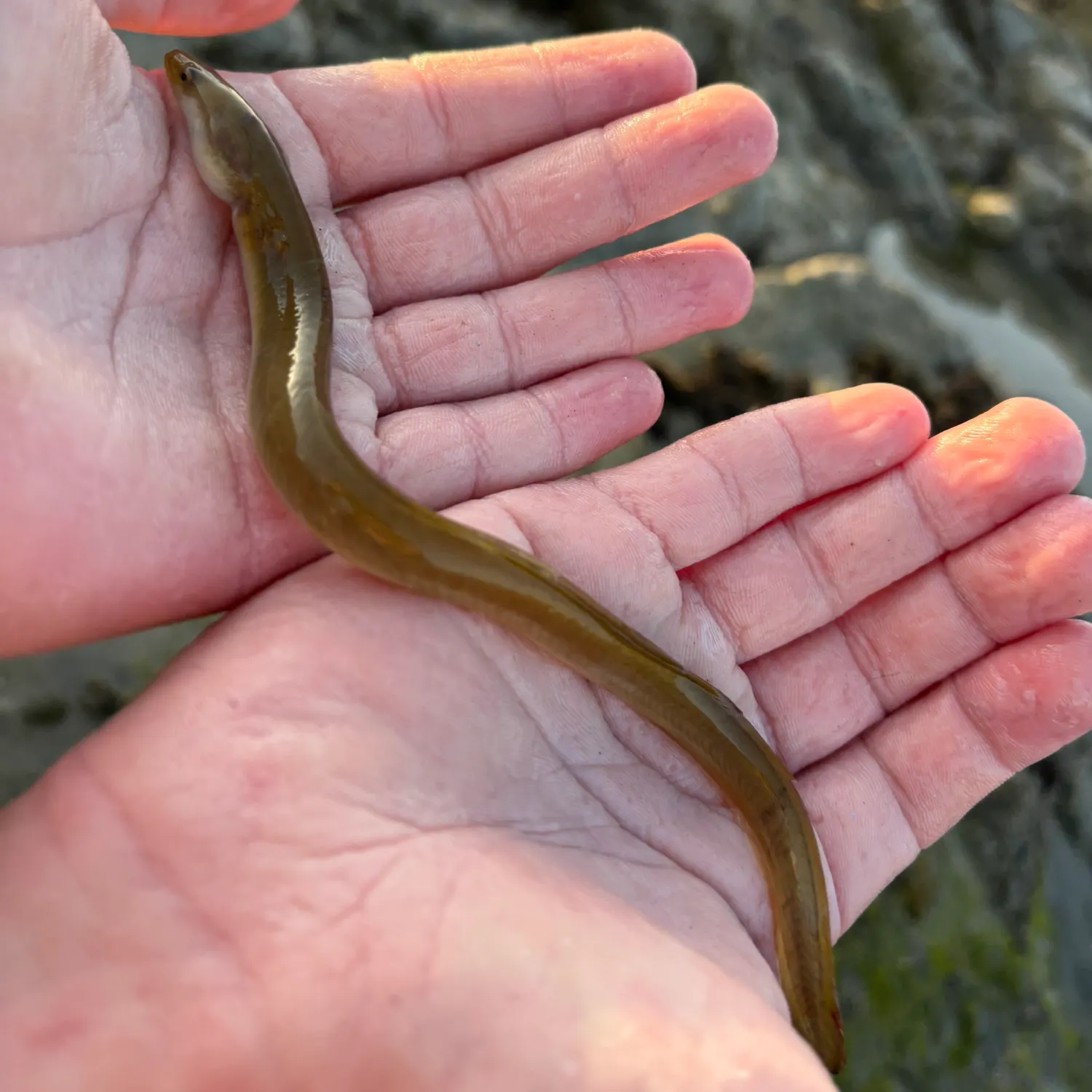 The most recent Shortfin eel catches on Fishbrain