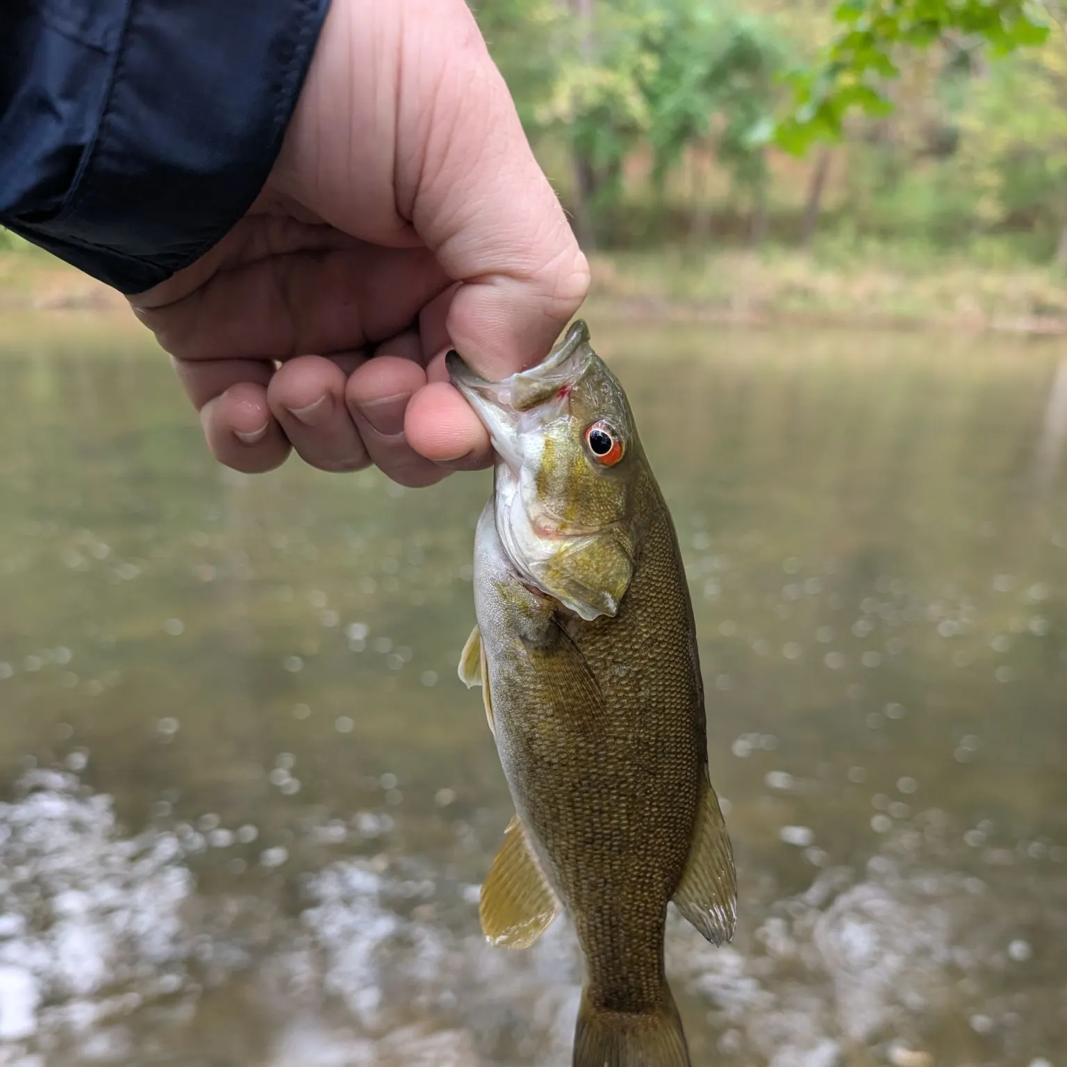 Smallmouth bass caught on Fishbrain