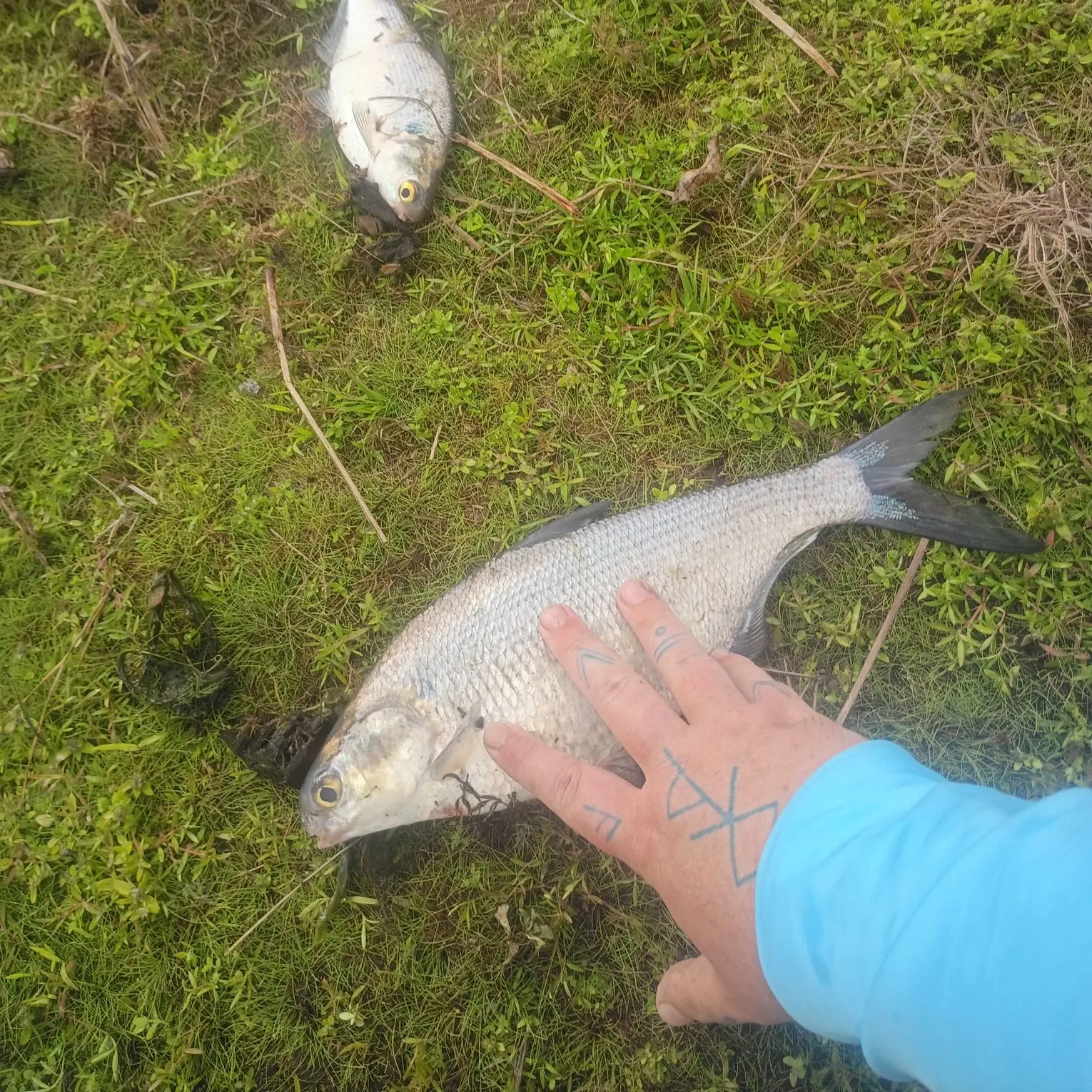 The most recent American gizzard shad catches on Fishbrain