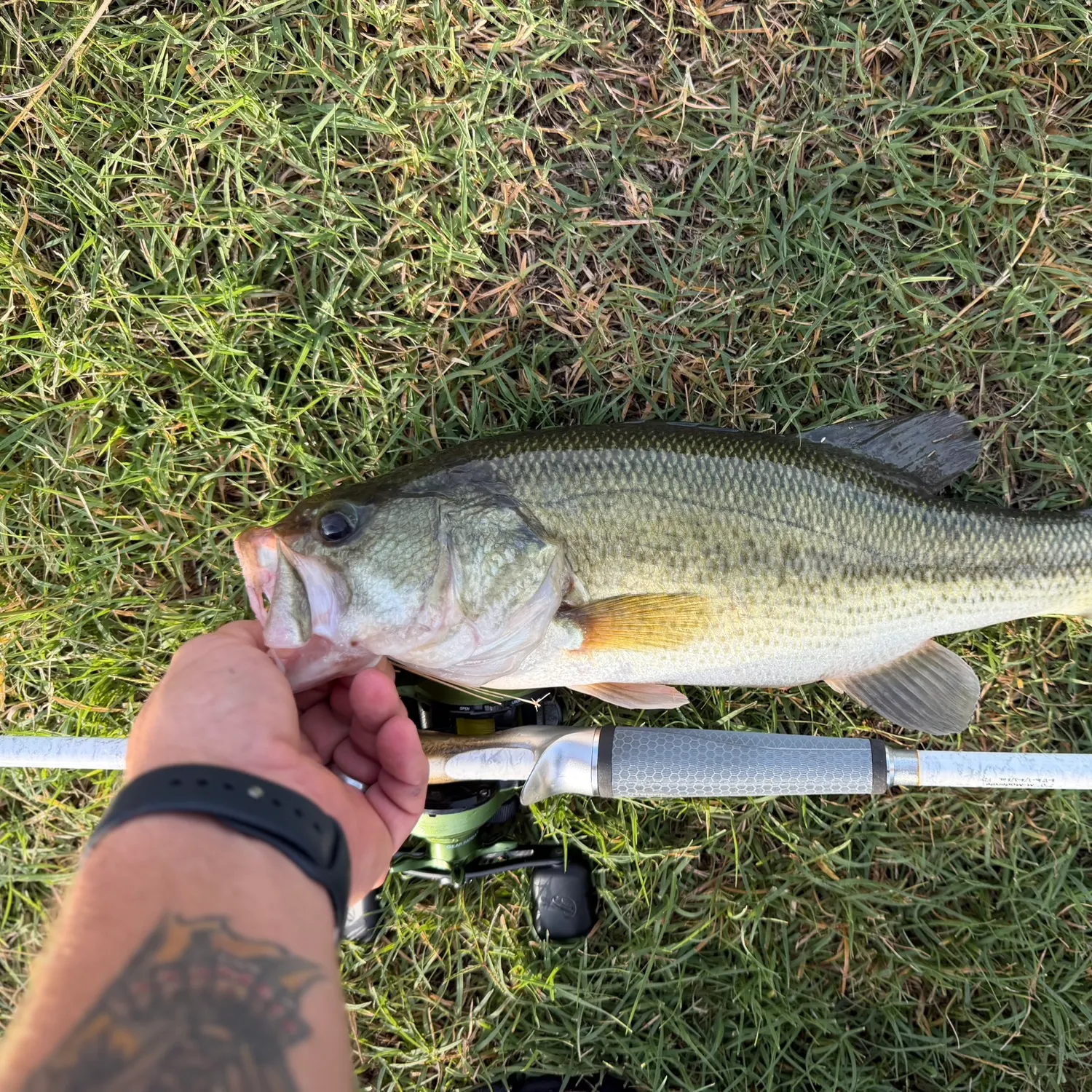 Largemouth bass caught on Fishbrain