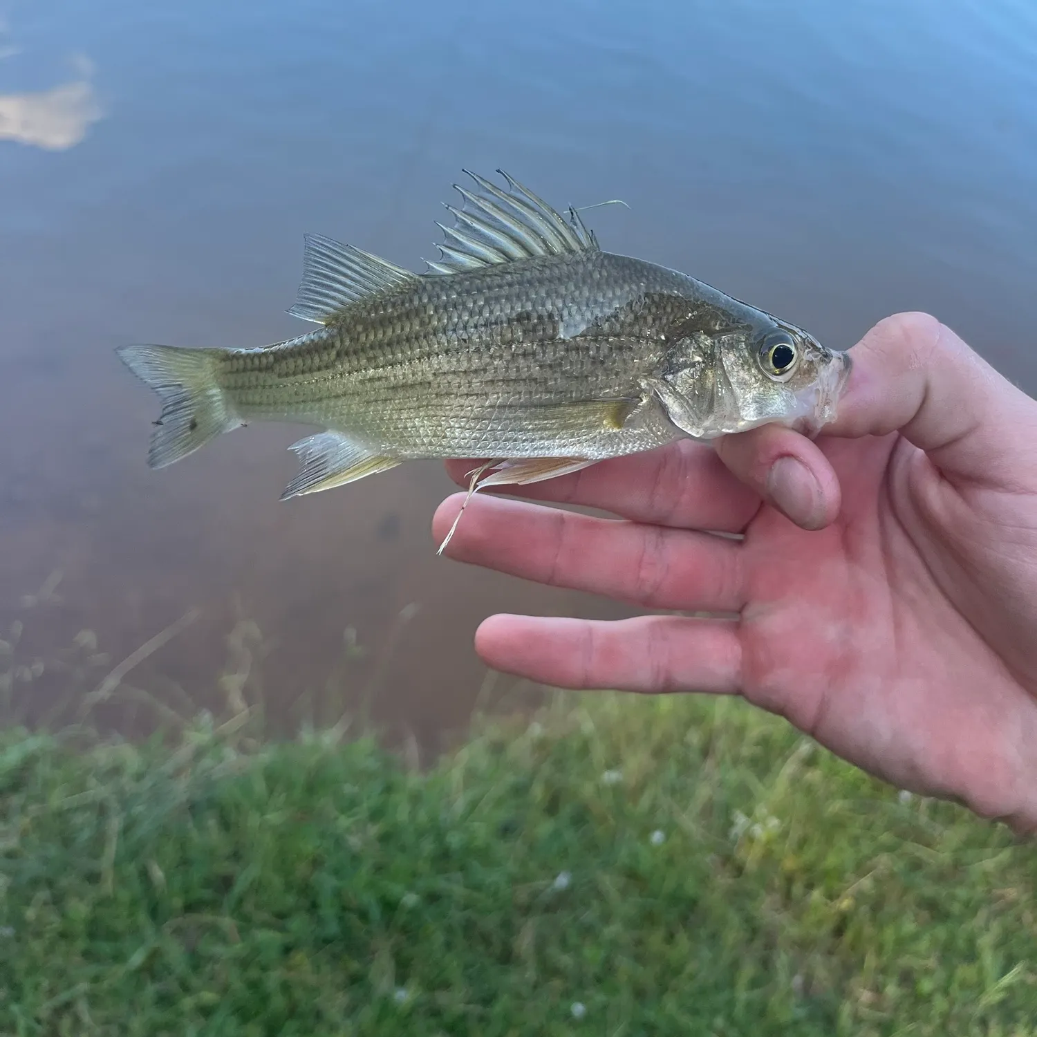 White bass caught on Fishbrain
