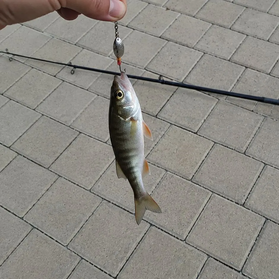 European perch caught on Fishbrain