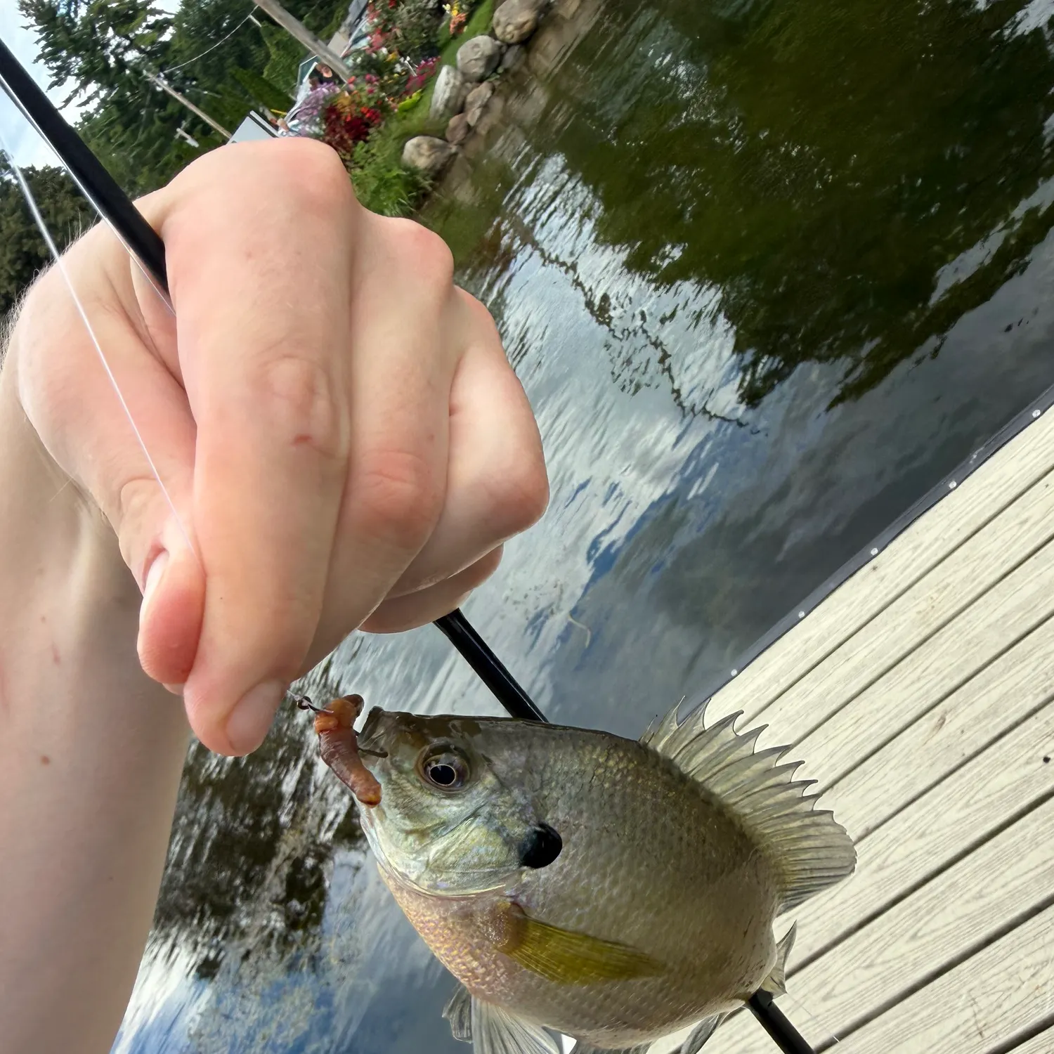 Bluegill caught on Fishbrain