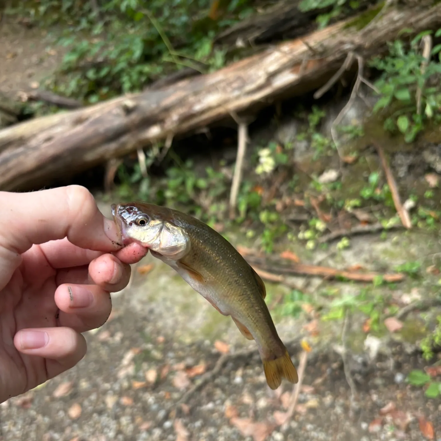 Creek chub caught on Fishbrain