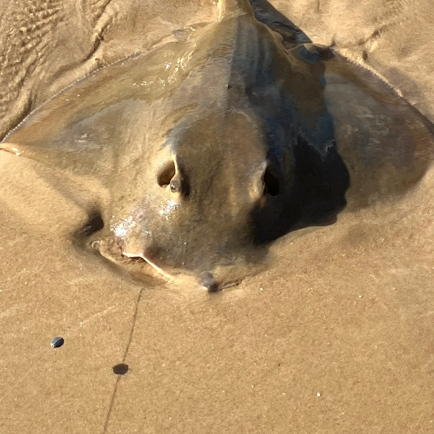Common stingaree caught on Fishbrain
