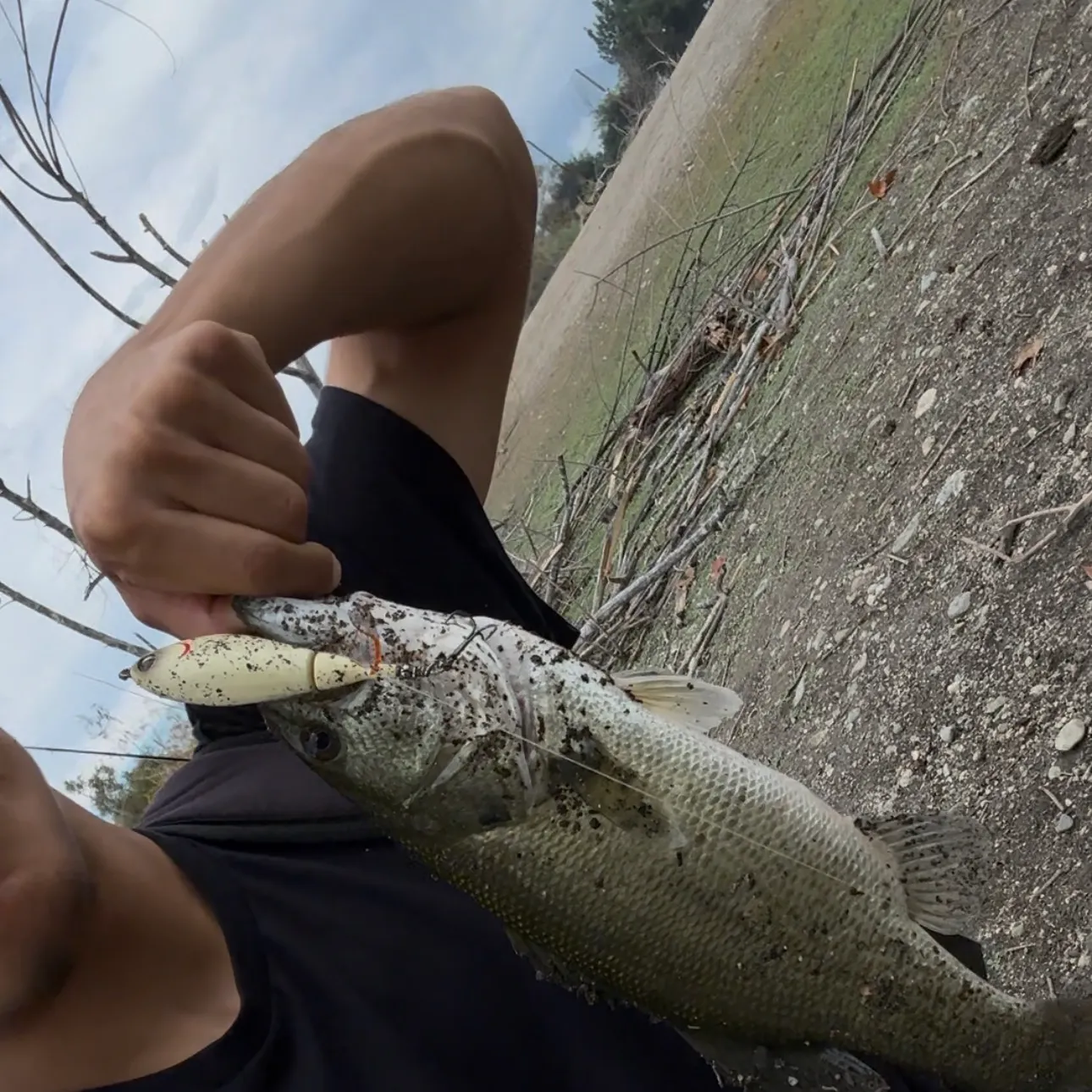 Largemouth bass caught on Fishbrain