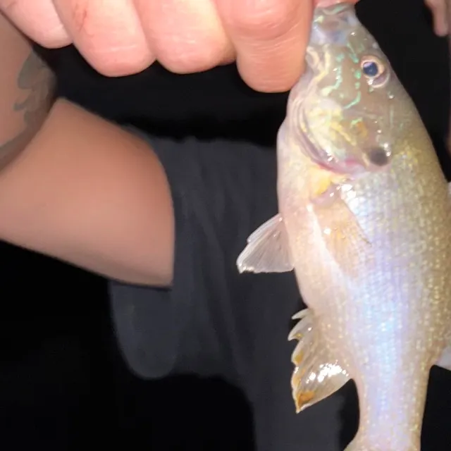 Green sunfish caught on Fishbrain