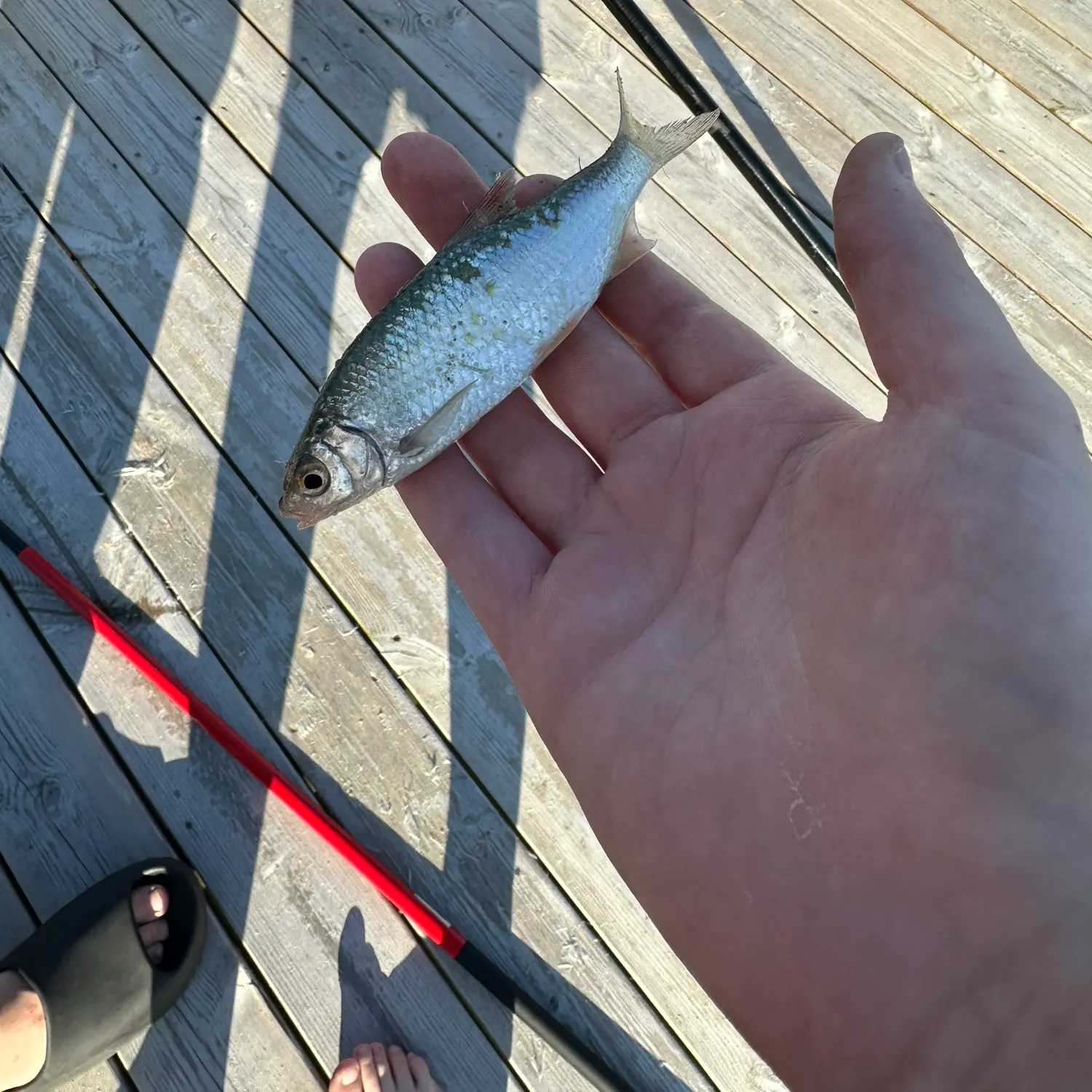The most recent Common bleak catches on Fishbrain