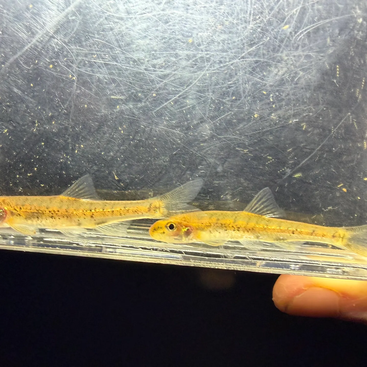 The most recent Silver chub catches on Fishbrain