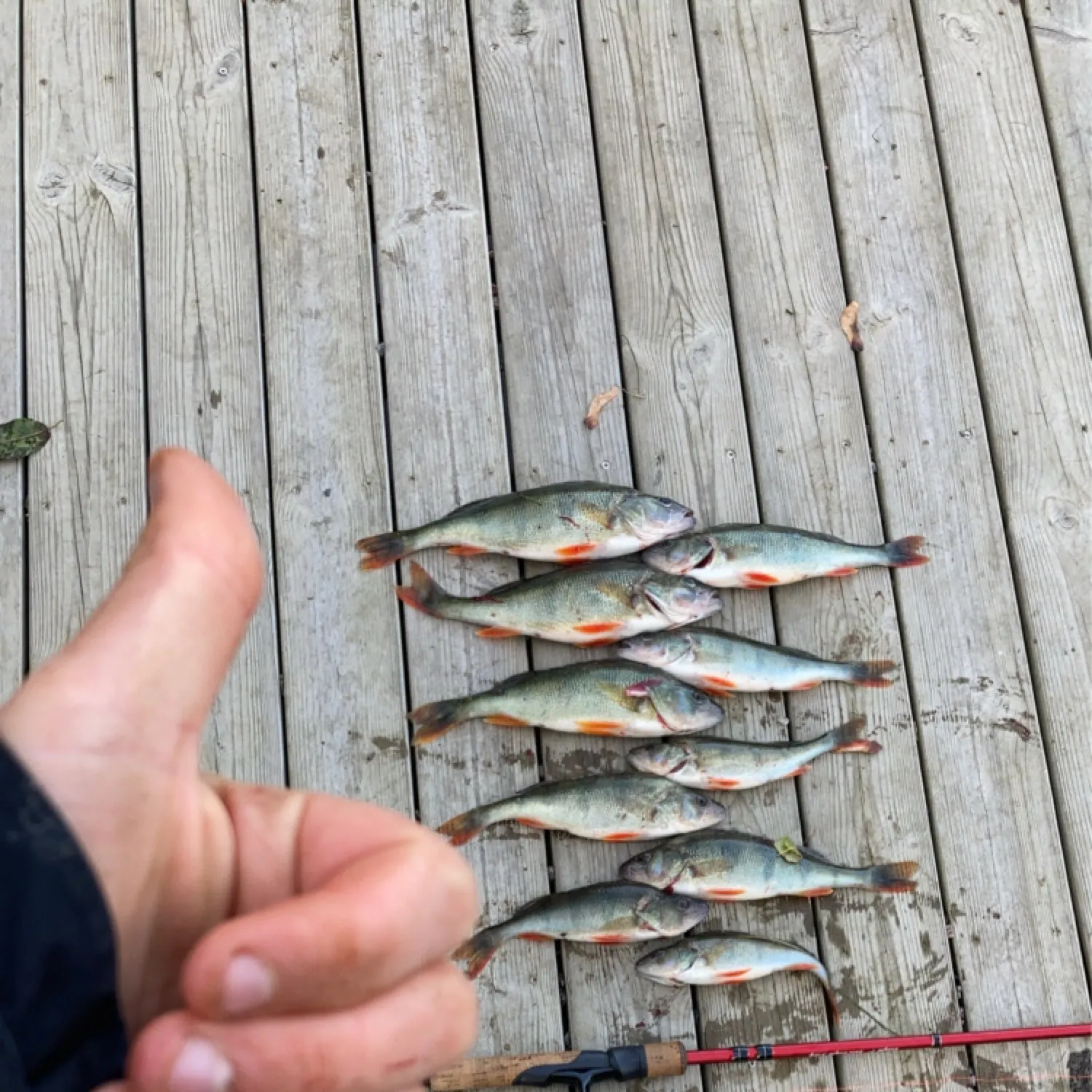 angler catch