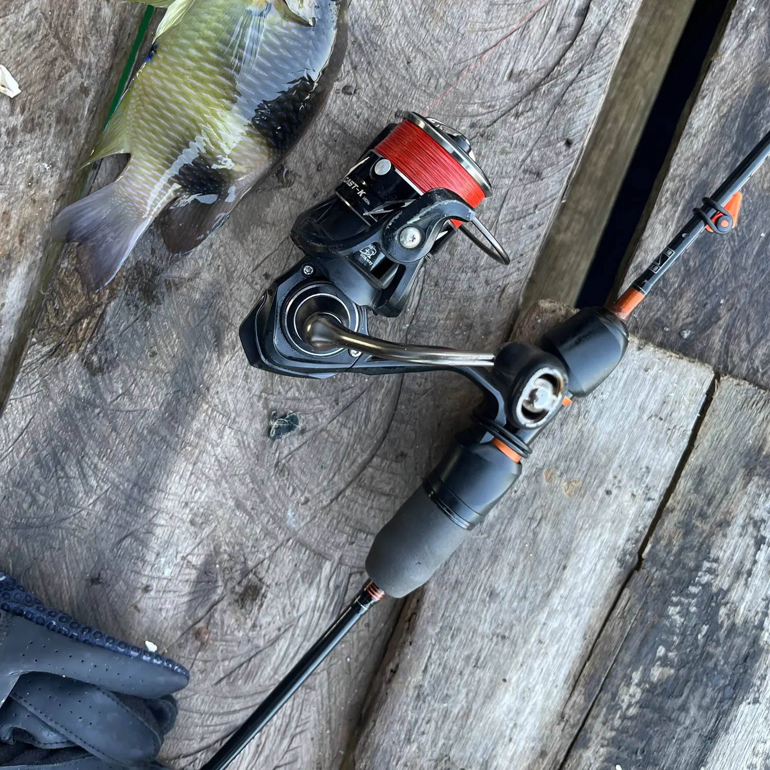 The most recent Twinspot damselfish catches on Fishbrain