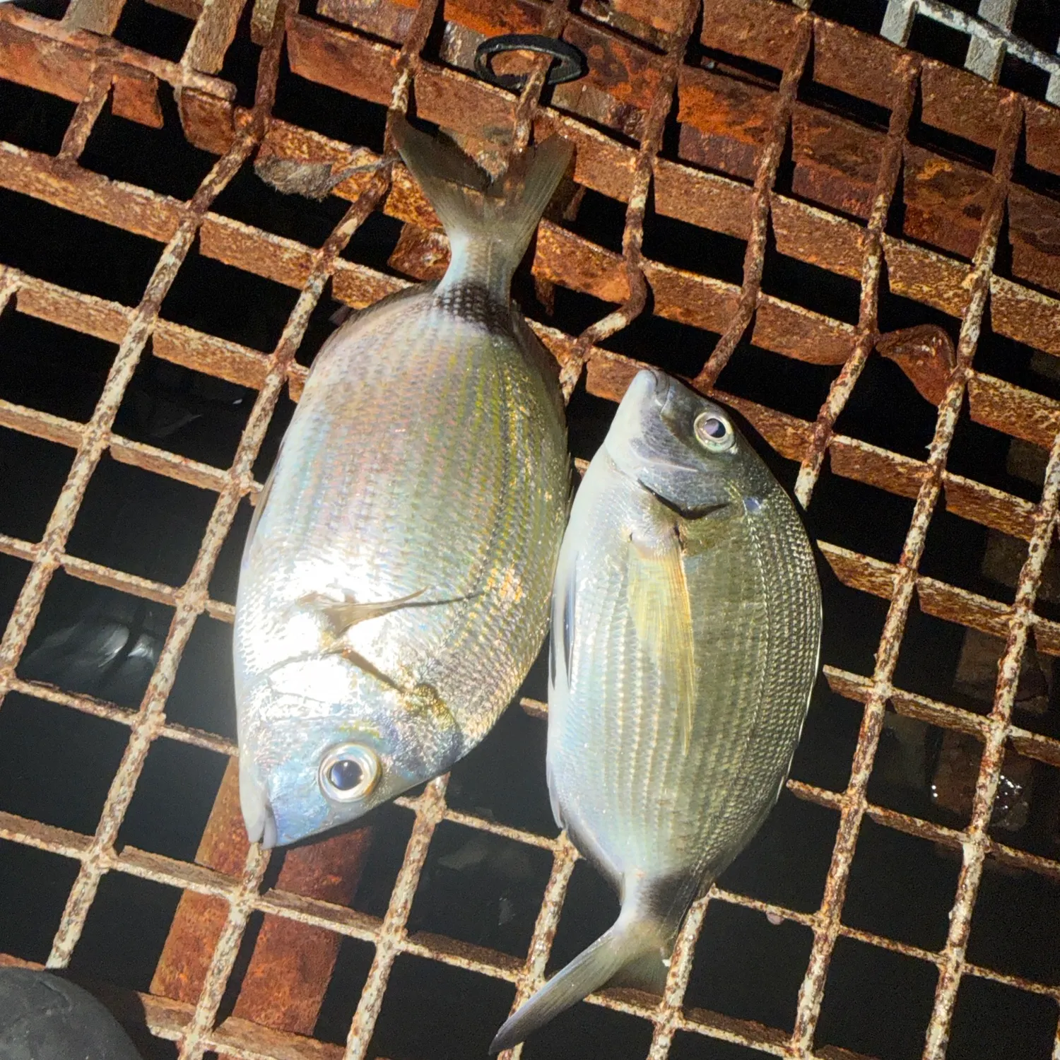 White seabream caught on Fishbrain