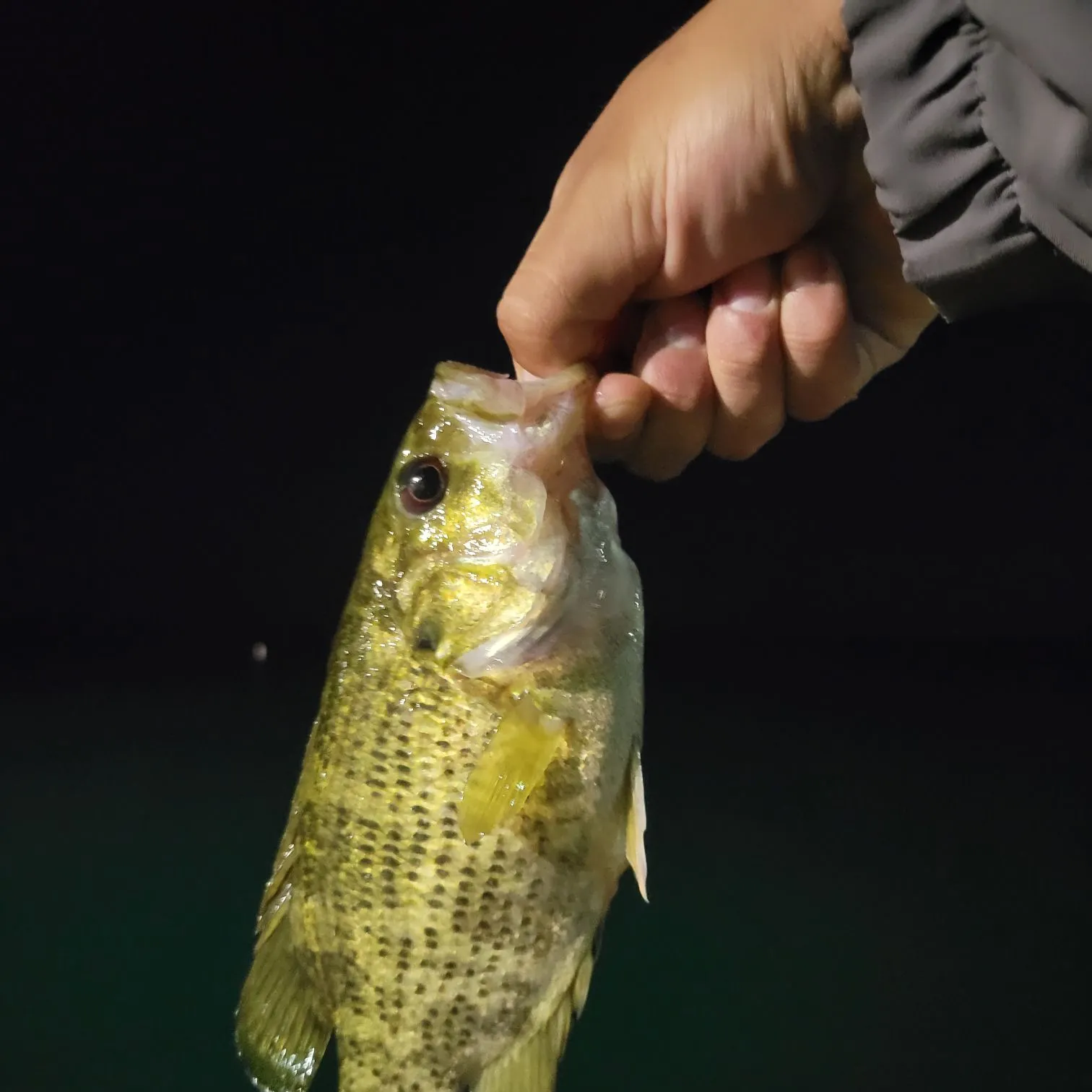 Rock bass caught on Fishbrain