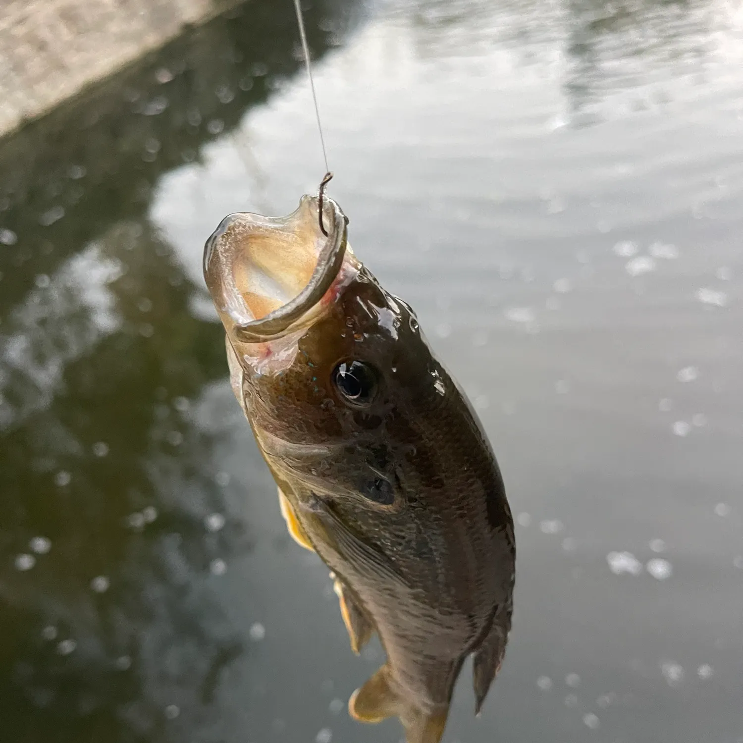 Green sunfish caught on Fishbrain
