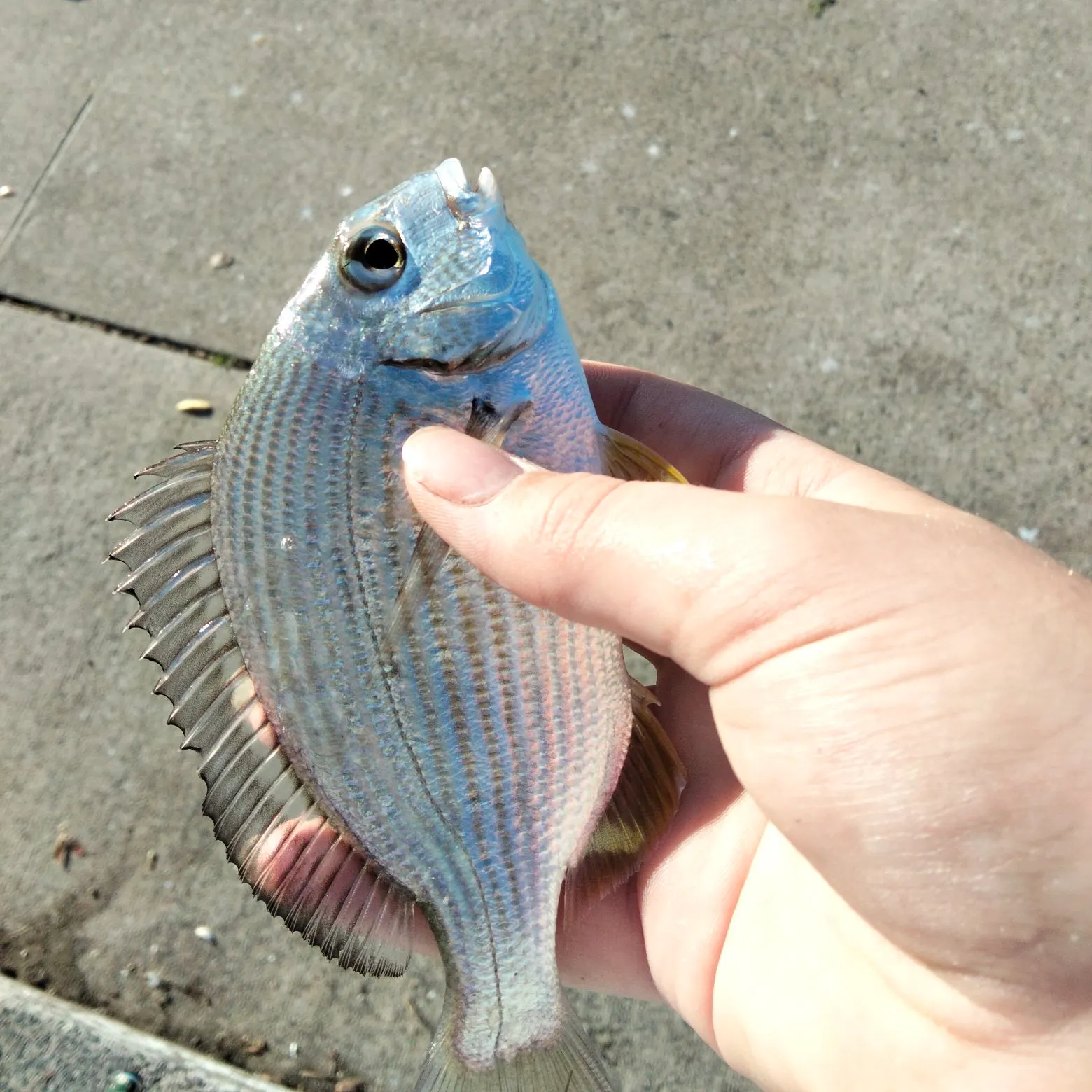 catch