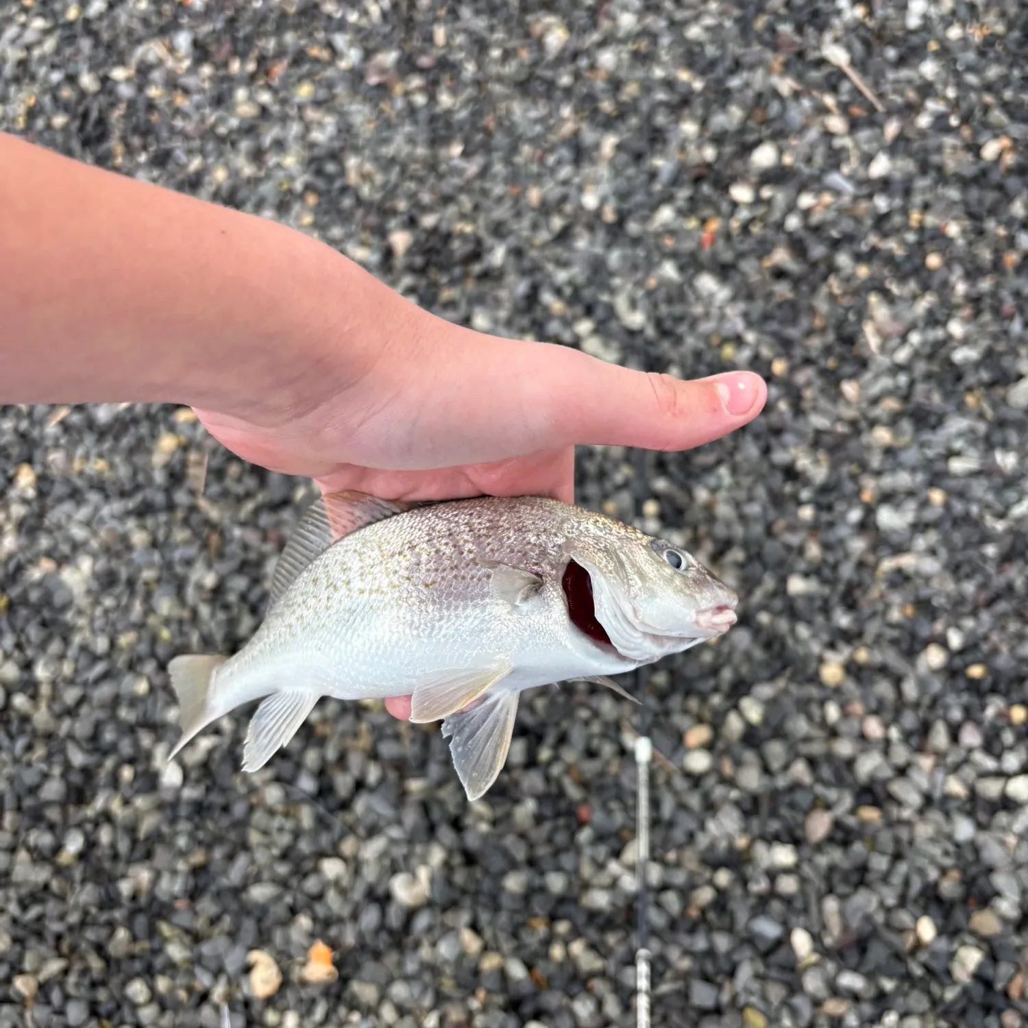 The most recent Atlantic croaker catches on Fishbrain
