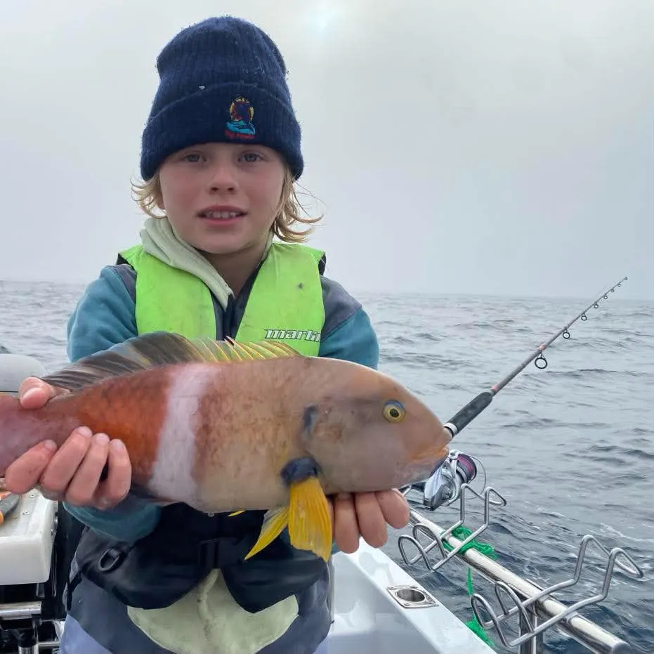 The most recent Blue-throated wrasse catches on Fishbrain